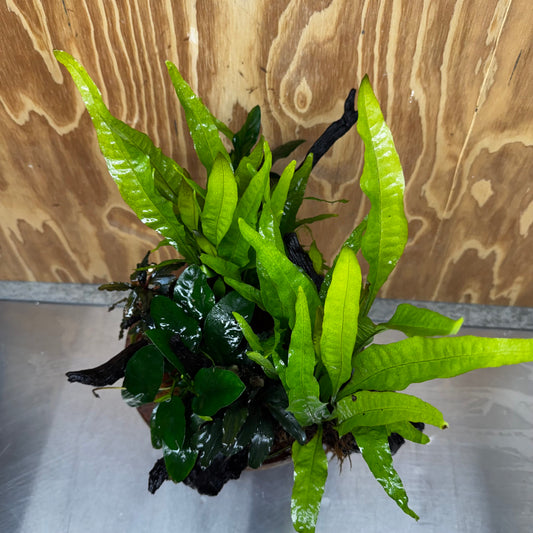Scapeshop.com.au One Only Double Buce & Double Indo Microsorum (Java Fern) plus Anubias Lucy & Paco Driftwood Creation - One Only Double Buce & Double Indo Microsorum (Java Fern) plus Anubias Lucy & Paco Driftwood Creation - One Only