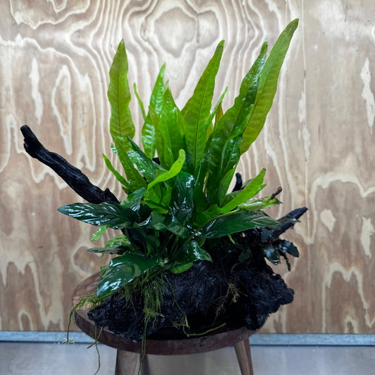 Scapeshop.com.au One Only Double Buce & Double Indo Microsorum (Java Fern) plus Anubias Lucy & Paco Driftwood Creation - One Only Double Buce & Double Indo Microsorum (Java Fern) plus Anubias Lucy & Paco Driftwood Creation - One Only