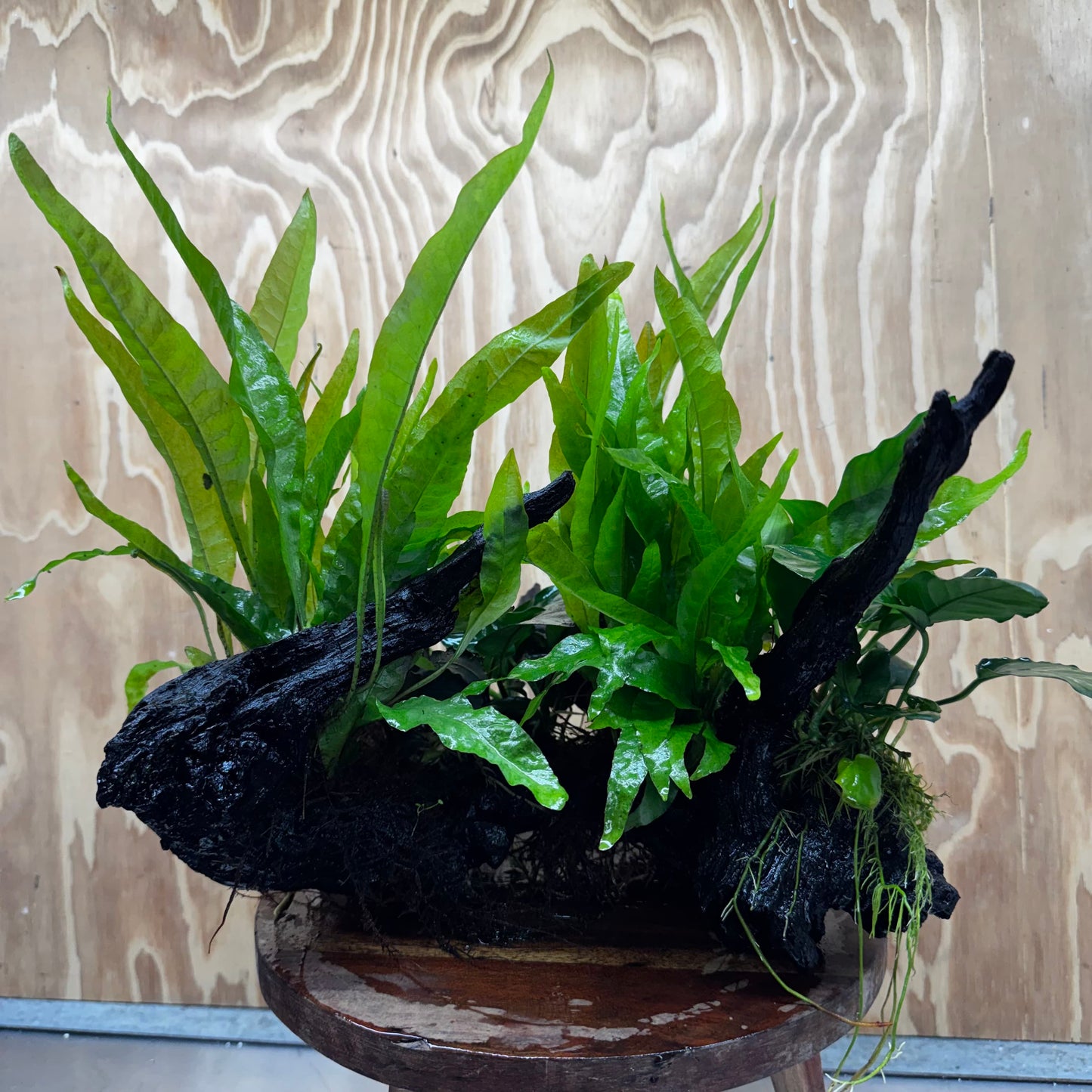 Scapeshop.com.au One Only Double Buce & Double Indo Microsorum (Java Fern) plus Anubias Lucy & Paco Driftwood Creation - One Only Double Buce & Double Indo Microsorum (Java Fern) plus Anubias Lucy & Paco Driftwood Creation - One Only