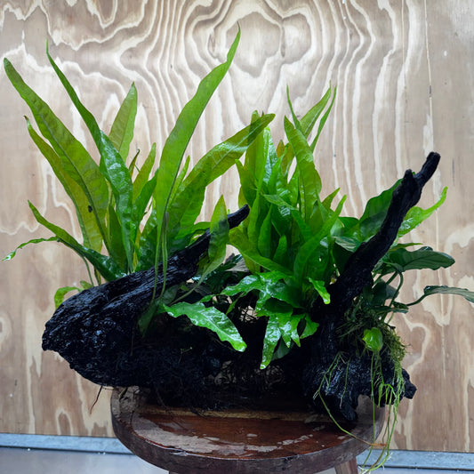 Scapeshop.com.au One Only Double Buce & Double Indo Microsorum (Java Fern) plus Anubias Lucy & Paco Driftwood Creation - One Only Double Buce & Double Indo Microsorum (Java Fern) plus Anubias Lucy & Paco Driftwood Creation - One Only