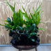 Scapeshop.com.au One Only Double Buce & Double Indo Microsorum (Java Fern) plus Anubias Lucy & Paco Driftwood Creation - One Only Double Buce & Double Indo Microsorum (Java Fern) plus Anubias Lucy & Paco Driftwood Creation - One Only