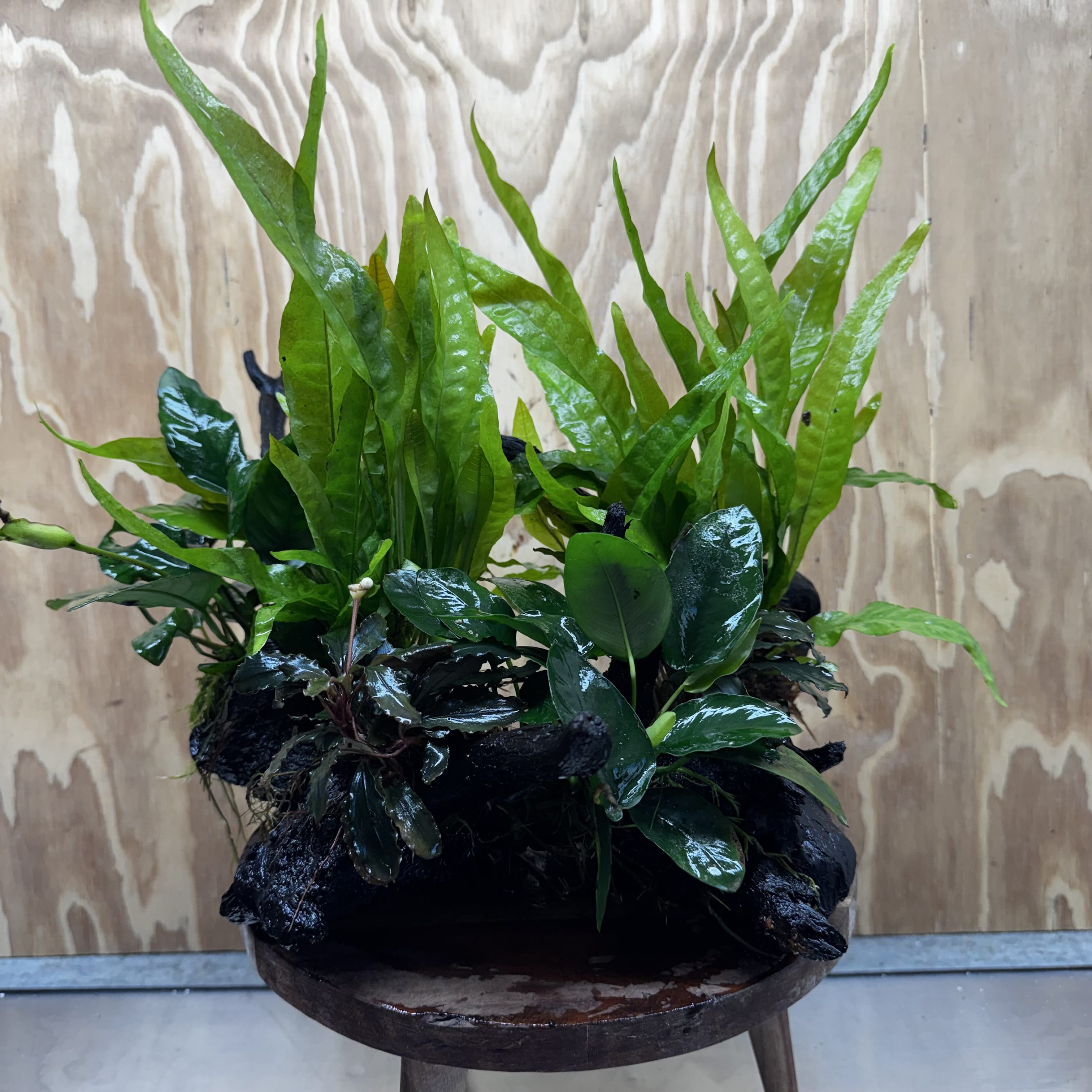 Scapeshop.com.au One Only Double Buce & Double Indo Microsorum (Java Fern) plus Anubias Lucy & Paco Driftwood Creation - One Only Double Buce & Double Indo Microsorum (Java Fern) plus Anubias Lucy & Paco Driftwood Creation - One Only