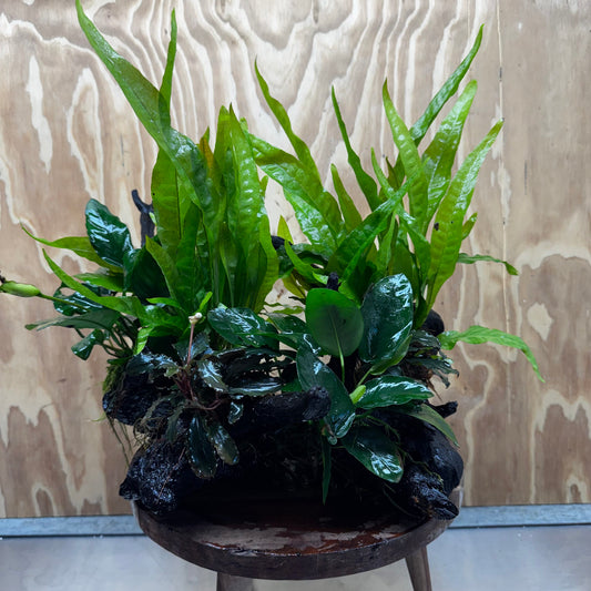 Scapeshop.com.au One Only Double Buce & Double Indo Microsorum (Java Fern) plus Anubias Lucy & Paco Driftwood Creation - One Only Double Buce & Double Indo Microsorum (Java Fern) plus Anubias Lucy & Paco Driftwood Creation - One Only