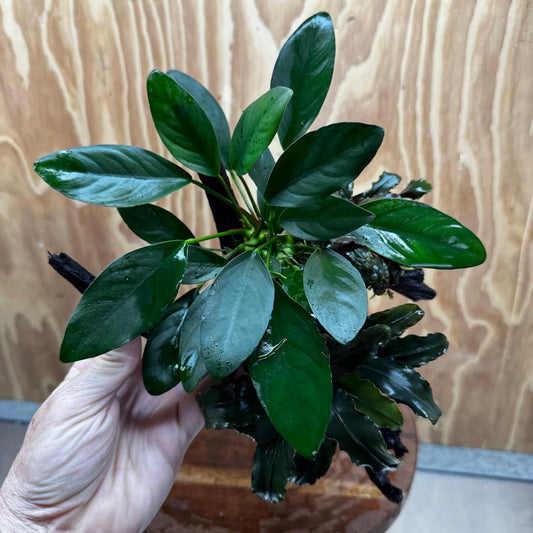 Scapeshop.com.au One Only Double Bucephalandra and Anubias Lucy Planted Driftwood - ONE ONLY - Bright Double Bucephalandra and Anubias Lucy Planted Driftwood - ONE ONLY - Bright