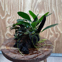 Scapeshop.com.au One Only Double Bucephalandra and Anubias Lucy Planted Driftwood - ONE ONLY - Bright Double Bucephalandra and Anubias Lucy Planted Driftwood - ONE ONLY - Bright
