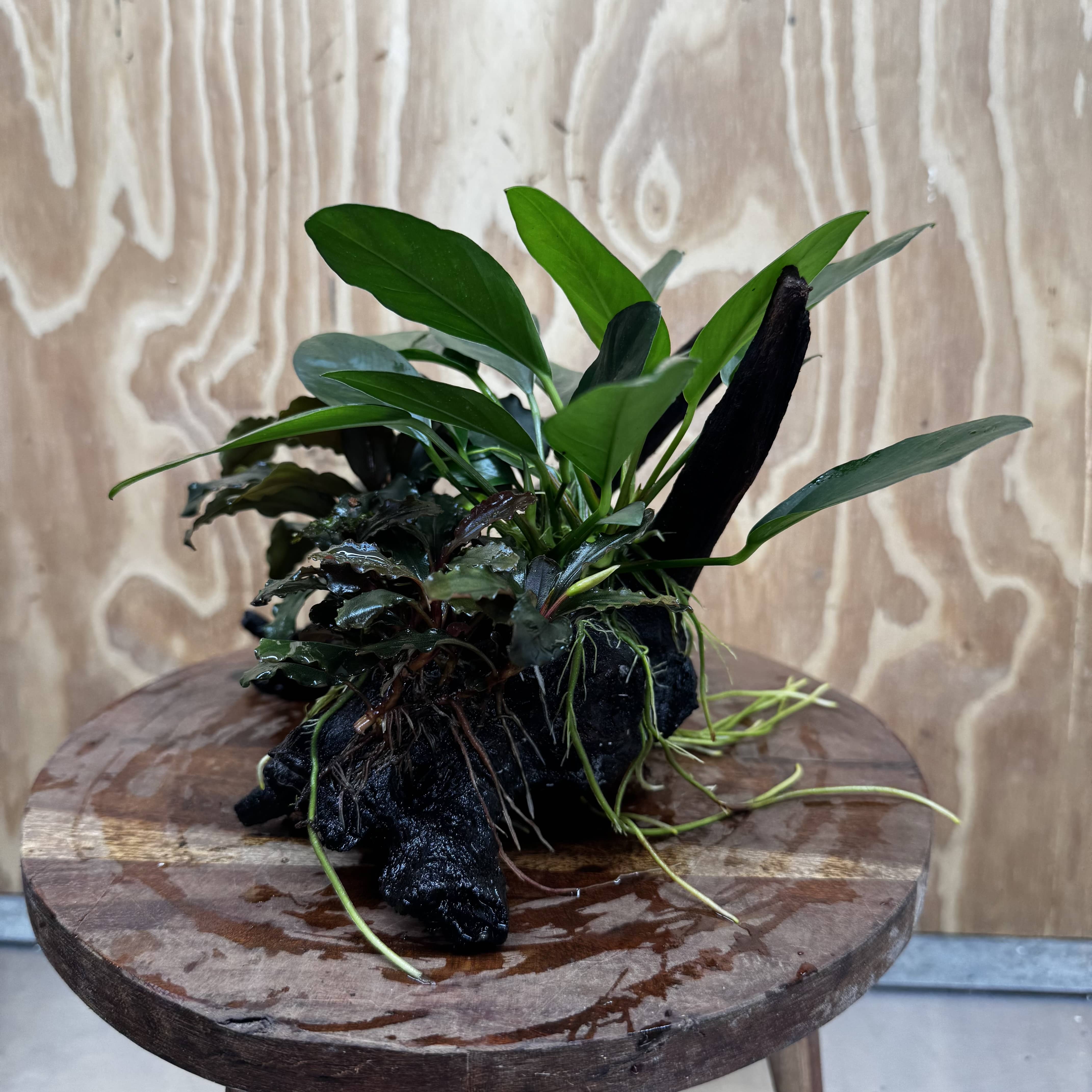 Scapeshop.com.au One Only Double Bucephalandra and Anubias Lucy Planted Driftwood - ONE ONLY - Bright Double Bucephalandra and Anubias Lucy Planted Driftwood - ONE ONLY - Bright