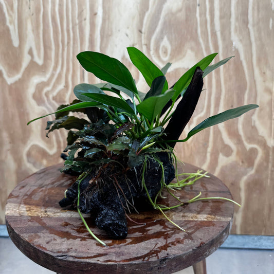 Scapeshop.com.au One Only Double Bucephalandra and Anubias Lucy Planted Driftwood - ONE ONLY - Bright Double Bucephalandra and Anubias Lucy Planted Driftwood - ONE ONLY - Bright