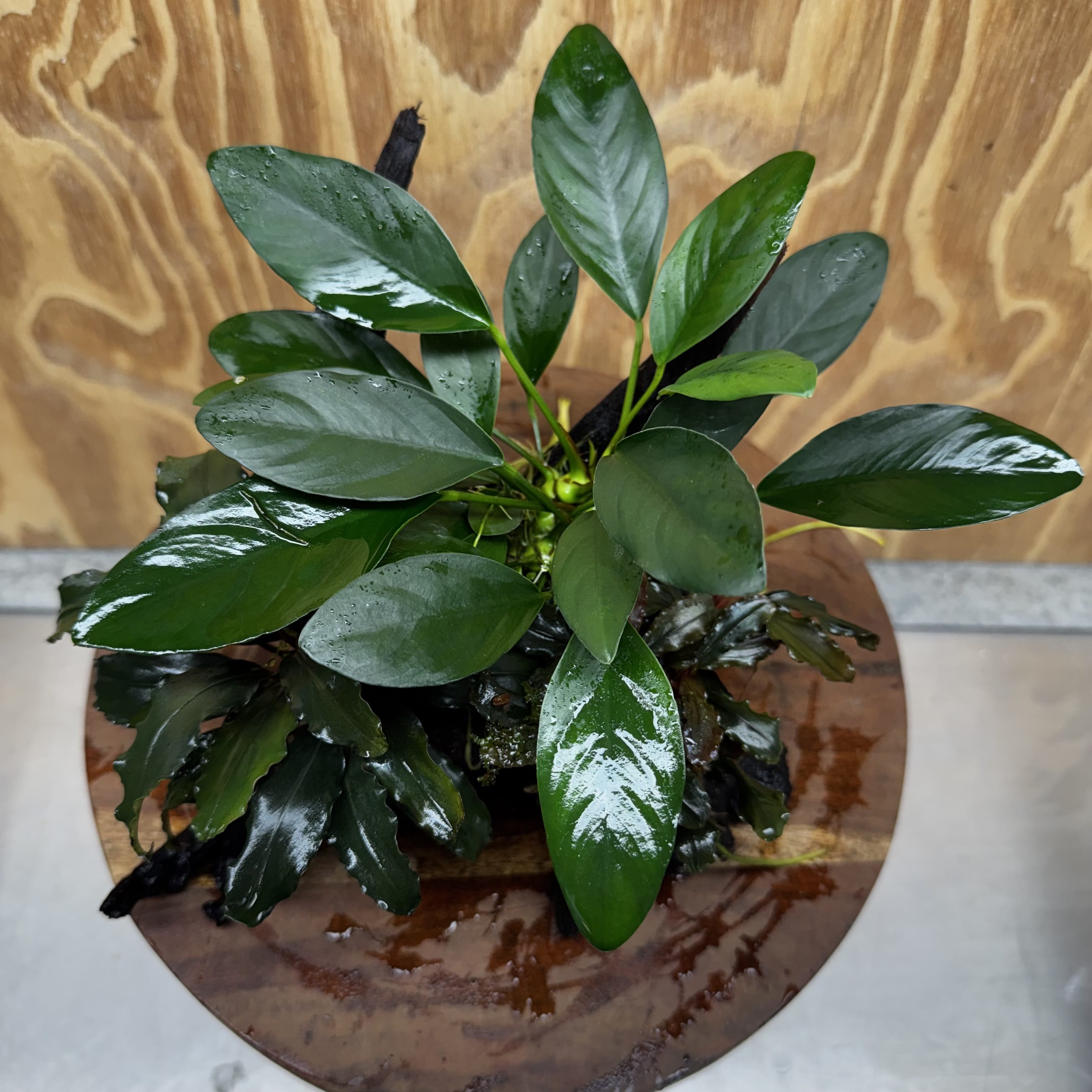 Scapeshop.com.au One Only Double Bucephalandra and Anubias Lucy Planted Driftwood - ONE ONLY - Bright Double Bucephalandra and Anubias Lucy Planted Driftwood - ONE ONLY - Bright