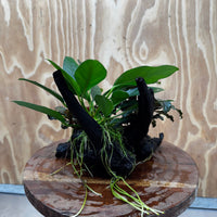 Scapeshop.com.au One Only Double Bucephalandra and Anubias Lucy Planted Driftwood - ONE ONLY - Bright Double Bucephalandra and Anubias Lucy Planted Driftwood - ONE ONLY - Bright