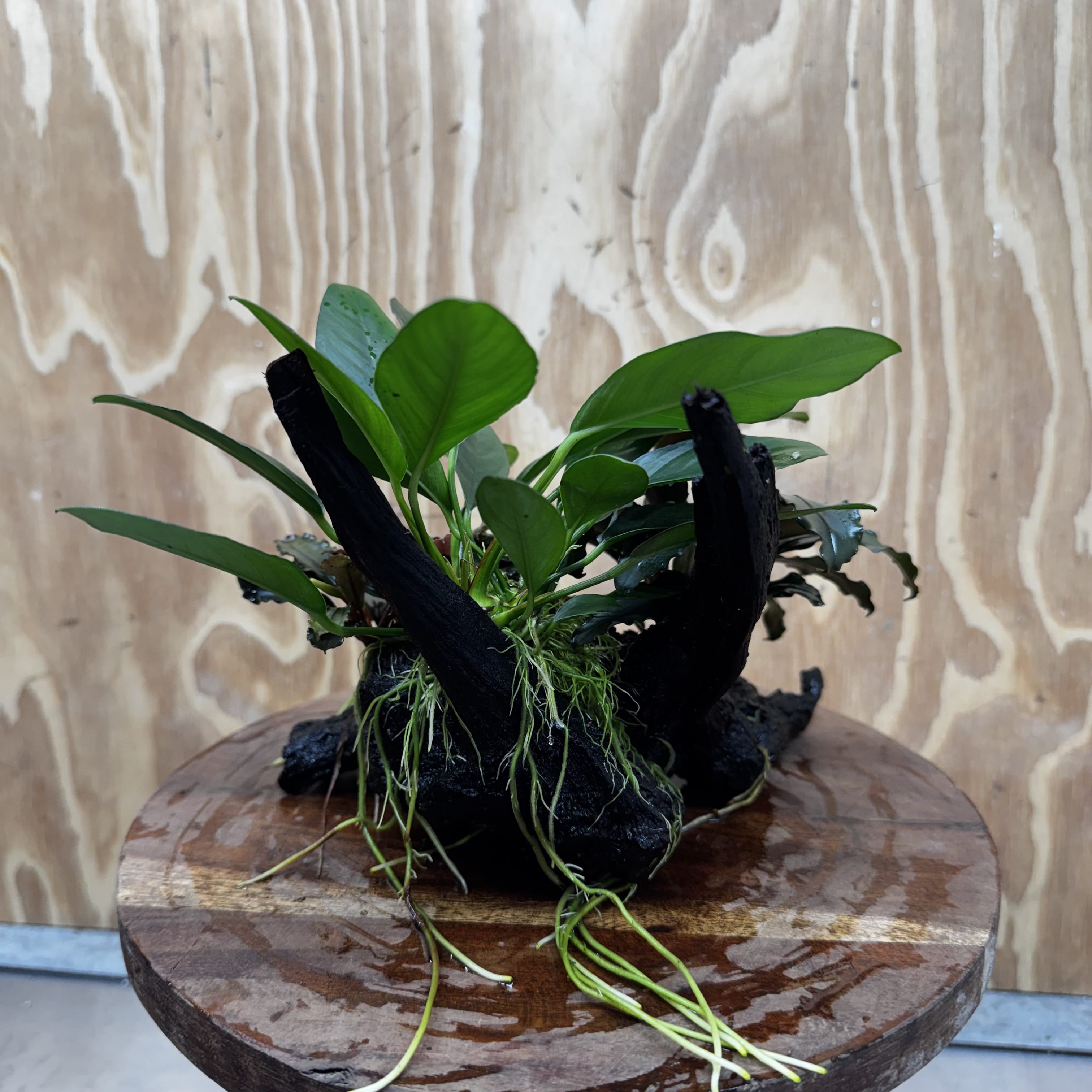 Scapeshop.com.au One Only Double Bucephalandra and Anubias Lucy Planted Driftwood - ONE ONLY - Bright Double Bucephalandra and Anubias Lucy Planted Driftwood - ONE ONLY - Bright