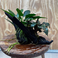 Scapeshop.com.au One Only Double Bucephalandra and Anubias Lucy Planted Driftwood - ONE ONLY - Bright Double Bucephalandra and Anubias Lucy Planted Driftwood - ONE ONLY - Bright