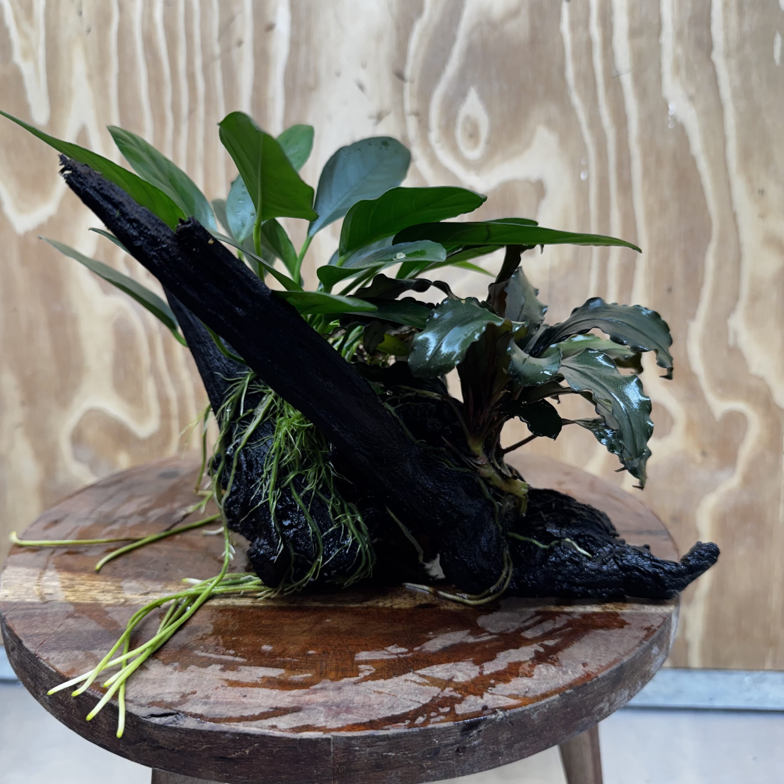 Scapeshop.com.au One Only Double Bucephalandra and Anubias Lucy Planted Driftwood - ONE ONLY - Bright Double Bucephalandra and Anubias Lucy Planted Driftwood - ONE ONLY - Bright