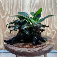 Scapeshop.com.au One Only Double Bucephalandra and Anubias Lucy Planted Driftwood - ONE ONLY - Bright Double Bucephalandra and Anubias Lucy Planted Driftwood - ONE ONLY - Bright