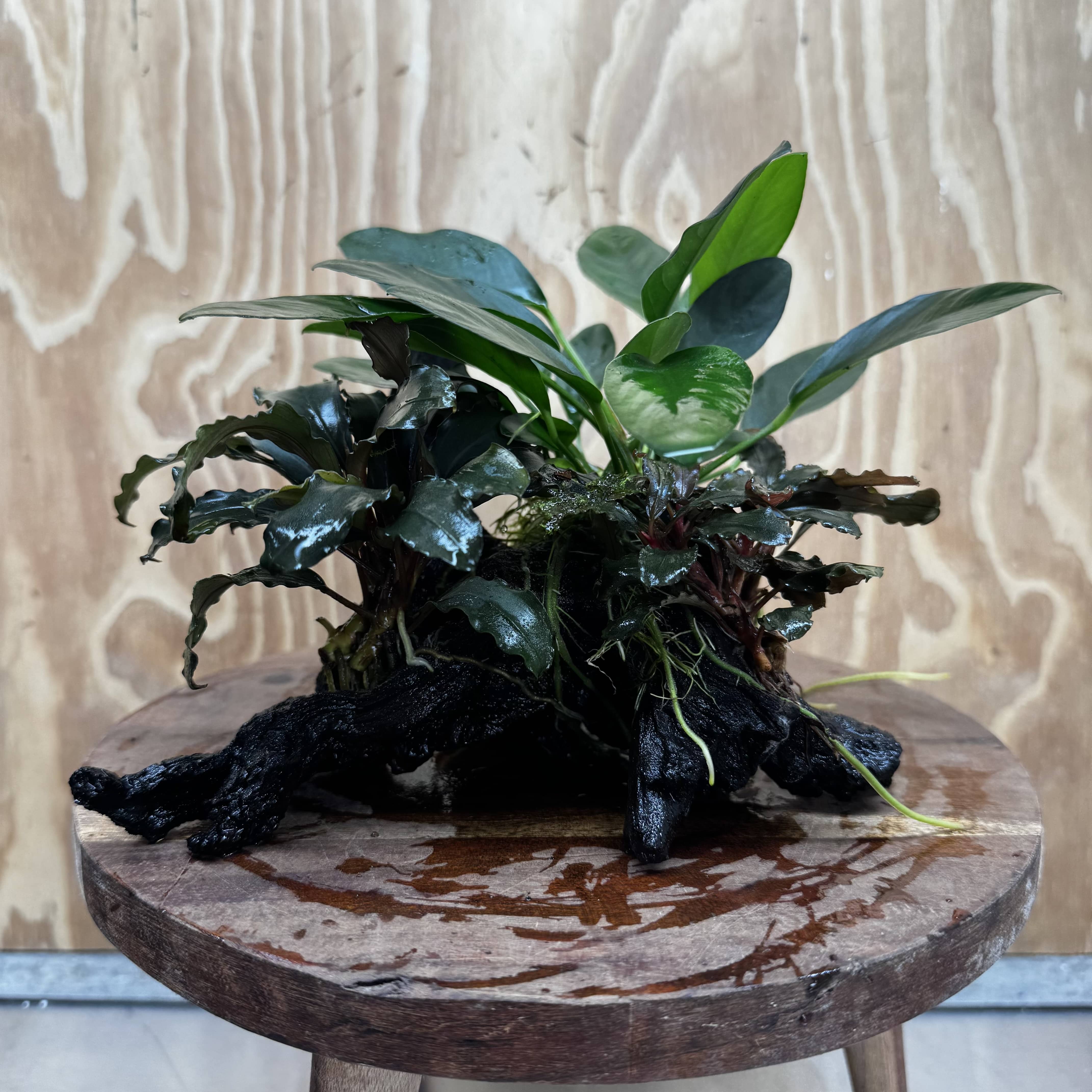 Scapeshop.com.au One Only Double Bucephalandra and Anubias Lucy Planted Driftwood - ONE ONLY - Bright Double Bucephalandra and Anubias Lucy Planted Driftwood - ONE ONLY - Bright