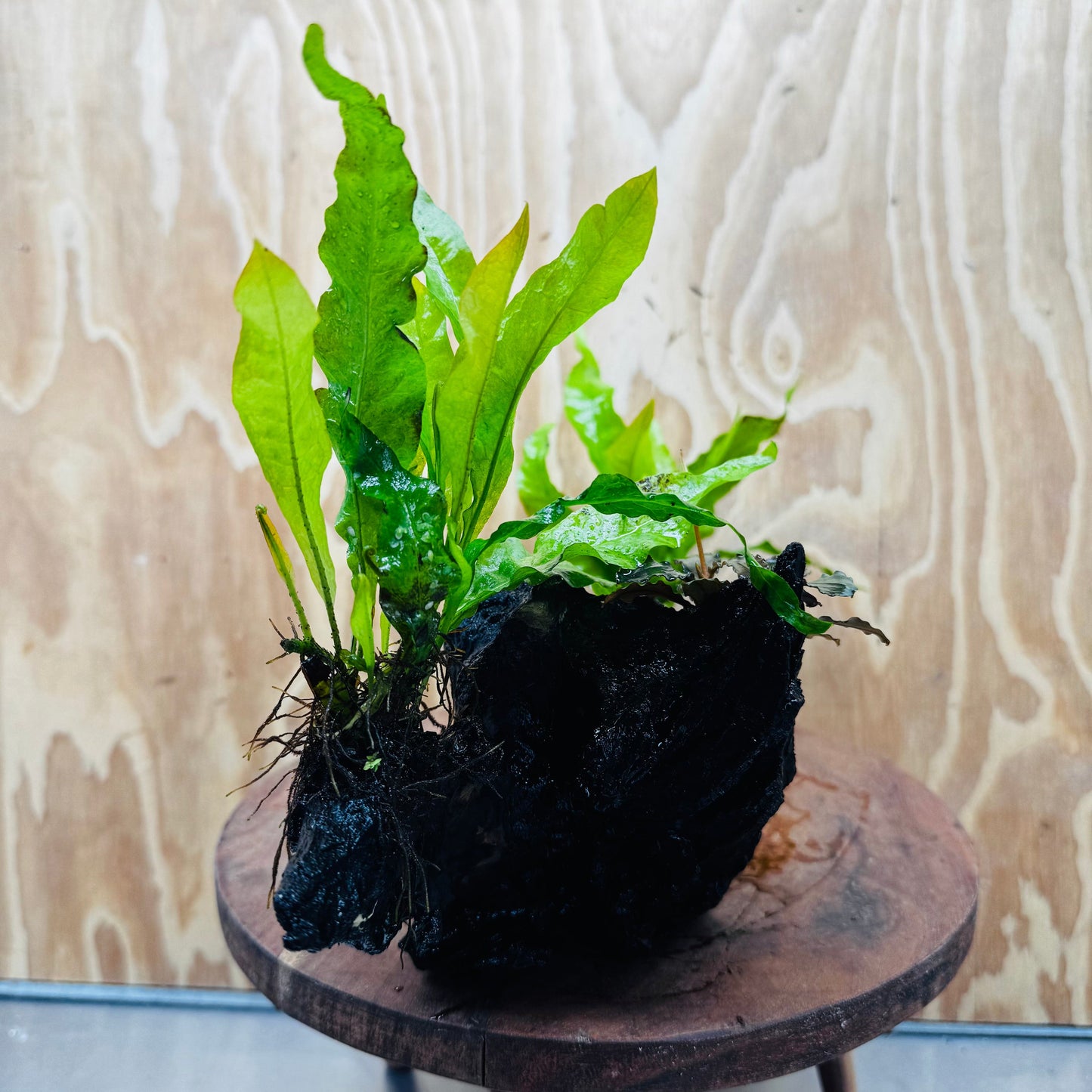 Scapeshop.com.au One Only Double Bucephalandra and Double 'Indo'(Java Fern) Driftwood Creation - One Only Double Bucephalandra and Double 'Indo'(Java Fern) Driftwood Creation - One Only