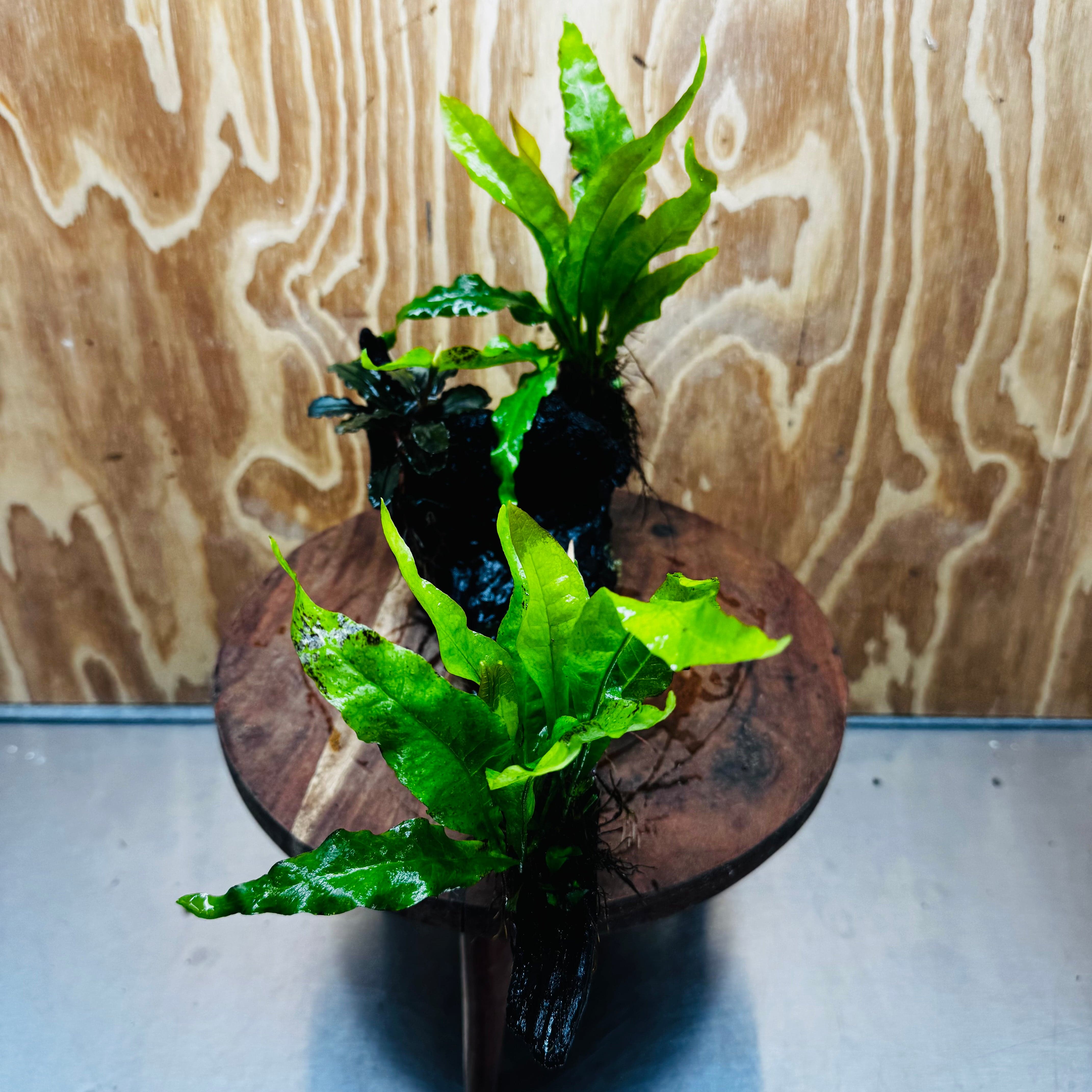 Scapeshop.com.au One Only Double Bucephalandra and Double 'Indo'(Java Fern) Driftwood Creation - One Only Double Bucephalandra and Double 'Indo'(Java Fern) Driftwood Creation - One Only