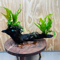 Scapeshop.com.au One Only Double Bucephalandra and Double 'Indo'(Java Fern) Driftwood Creation - One Only Double Bucephalandra and Double 'Indo'(Java Fern) Driftwood Creation - One Only