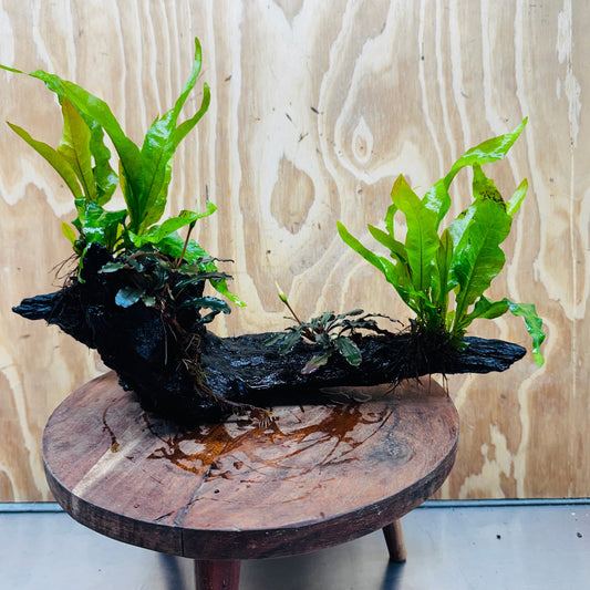 Scapeshop.com.au One Only Double Bucephalandra and Double 'Indo'(Java Fern) Driftwood Creation - One Only Double Bucephalandra and Double 'Indo'(Java Fern) Driftwood Creation - One Only