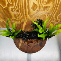 Scapeshop.com.au One Only Double Bucephalandra and Double 'Indo'(Java Fern) Driftwood Creation - One Only Double Bucephalandra and Double 'Indo'(Java Fern) Driftwood Creation - One Only