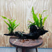 Scapeshop.com.au One Only Double Bucephalandra and Double 'Indo'(Java Fern) Driftwood Creation - One Only Double Bucephalandra and Double 'Indo'(Java Fern) Driftwood Creation - One Only
