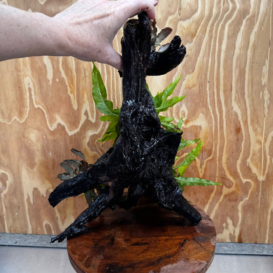 Scapeshop.com.au One Only Double Bucephalandra and Double 'Indo'(Java Fern) Driftwood Creation - One Only Double Bucephalandra and Double 'Indo'(Java Fern) Driftwood Creation - One Only