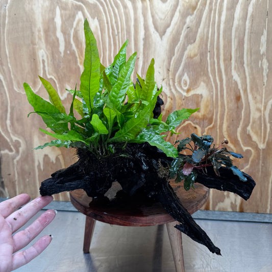 Scapeshop.com.au One Only Double Bucephalandra and Double 'Indo'(Java Fern) Driftwood Creation - One Only Double Bucephalandra and Double 'Indo'(Java Fern) Driftwood Creation - One Only