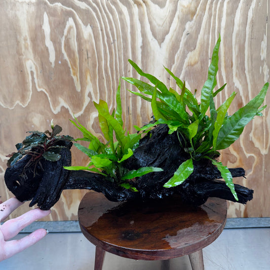 Scapeshop.com.au One Only Double Bucephalandra and Double 'Indo'(Java Fern) Driftwood Creation - One Only Double Bucephalandra and Double 'Indo'(Java Fern) Driftwood Creation - One Only