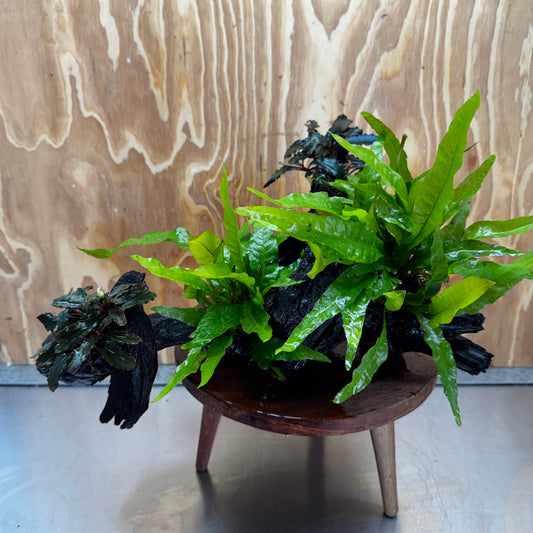 Scapeshop.com.au One Only Double Bucephalandra and Double 'Indo'(Java Fern) Driftwood Creation - One Only Double Bucephalandra and Double 'Indo'(Java Fern) Driftwood Creation - One Only