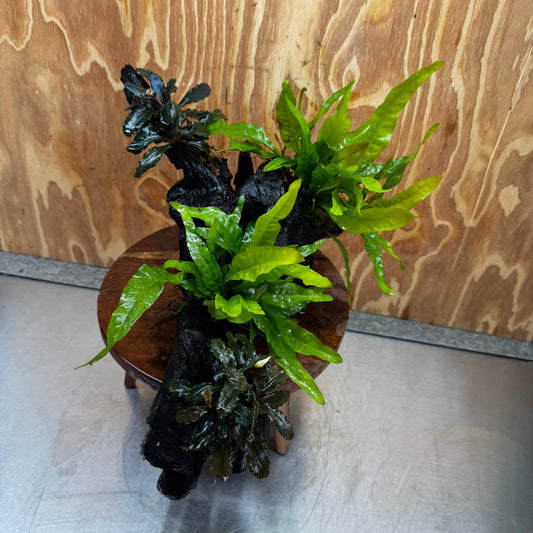 Scapeshop.com.au One Only Double Bucephalandra and Double 'Indo'(Java Fern) Driftwood Creation - One Only Double Bucephalandra and Double 'Indo'(Java Fern) Driftwood Creation - One Only