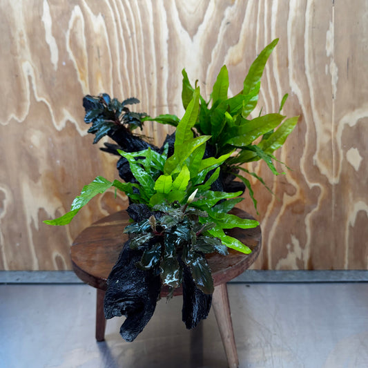Scapeshop.com.au One Only Double Bucephalandra and Double 'Indo'(Java Fern) Driftwood Creation - One Only Double Bucephalandra and Double 'Indo'(Java Fern) Driftwood Creation - One Only