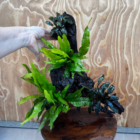 Scapeshop.com.au One Only Double Bucephalandra and Double 'Indo'(Java Fern) Driftwood Creation - One Only Double Bucephalandra and Double 'Indo'(Java Fern) Driftwood Creation - One Only