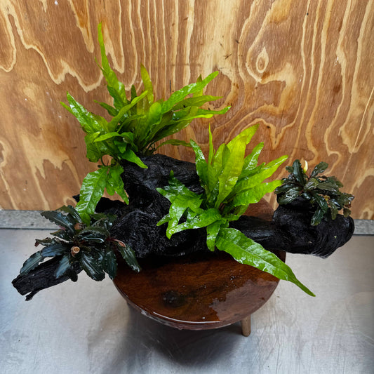 Scapeshop.com.au One Only Double Bucephalandra and Double 'Indo'(Java Fern) Driftwood Creation - One Only Double Bucephalandra and Double 'Indo'(Java Fern) Driftwood Creation - One Only