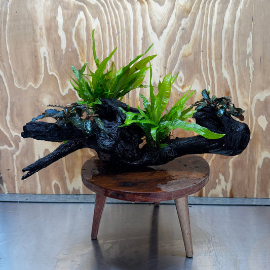 Scapeshop.com.au One Only Double Bucephalandra and Double 'Indo'(Java Fern) Driftwood Creation - One Only Double Bucephalandra and Double 'Indo'(Java Fern) Driftwood Creation - One Only