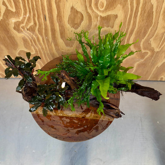 Scapeshop.com.au One Only Double Bucephalandra & Double Microsorum 'Crested' and 'Indo'(Java Fern) Driftwood Creation - One Only Double Bucephalandra & Double Microsorum 'Crested' and 'Indo'(Java Fern) Driftwood Creation - One Only