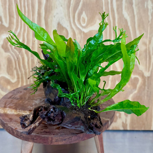 Scapeshop.com.au One Only Double Bucephalandra & Double Microsorum 'Crested' and 'Indo'(Java Fern) Driftwood Creation - One Only Double Bucephalandra & Double Microsorum 'Crested' and 'Indo'(Java Fern) Driftwood Creation - One Only