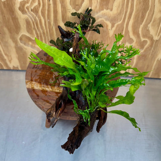Scapeshop.com.au One Only Double Bucephalandra & Double Microsorum 'Crested' and 'Indo'(Java Fern) Driftwood Creation - One Only Double Bucephalandra & Double Microsorum 'Crested' and 'Indo'(Java Fern) Driftwood Creation - One Only