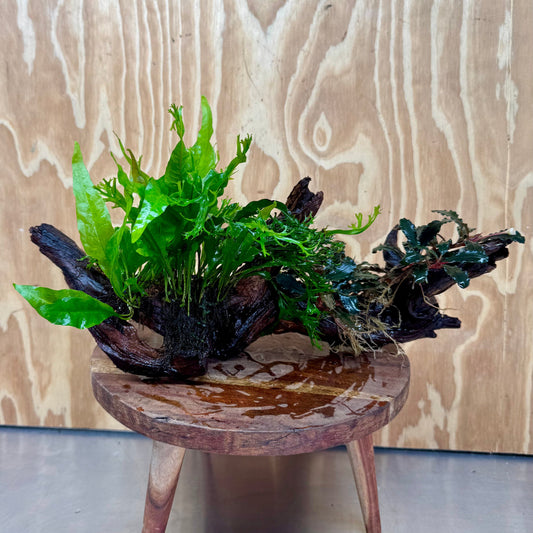 Scapeshop.com.au One Only Double Bucephalandra & Double Microsorum 'Crested' and 'Indo'(Java Fern) Driftwood Creation - One Only Double Bucephalandra & Double Microsorum 'Crested' and 'Indo'(Java Fern) Driftwood Creation - One Only