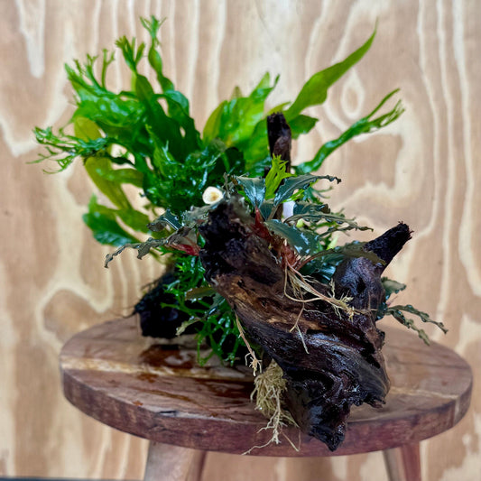 Scapeshop.com.au One Only Double Bucephalandra & Double Microsorum 'Crested' and 'Indo'(Java Fern) Driftwood Creation - One Only Double Bucephalandra & Double Microsorum 'Crested' and 'Indo'(Java Fern) Driftwood Creation - One Only