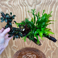 Scapeshop.com.au One Only Double Bucephalandra & Double Microsorum 'Crested' and 'Indo'(Java Fern) Driftwood Creation - One Only Double Bucephalandra & Double Microsorum 'Crested' and 'Indo'(Java Fern) Driftwood Creation - One Only