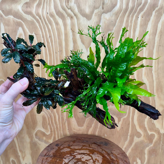 Scapeshop.com.au One Only Double Bucephalandra & Double Microsorum 'Crested' and 'Indo'(Java Fern) Driftwood Creation - One Only Double Bucephalandra & Double Microsorum 'Crested' and 'Indo'(Java Fern) Driftwood Creation - One Only