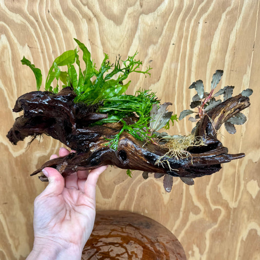 Scapeshop.com.au One Only Double Bucephalandra & Double Microsorum 'Crested' and 'Indo'(Java Fern) Driftwood Creation - One Only Double Bucephalandra & Double Microsorum 'Crested' and 'Indo'(Java Fern) Driftwood Creation - One Only