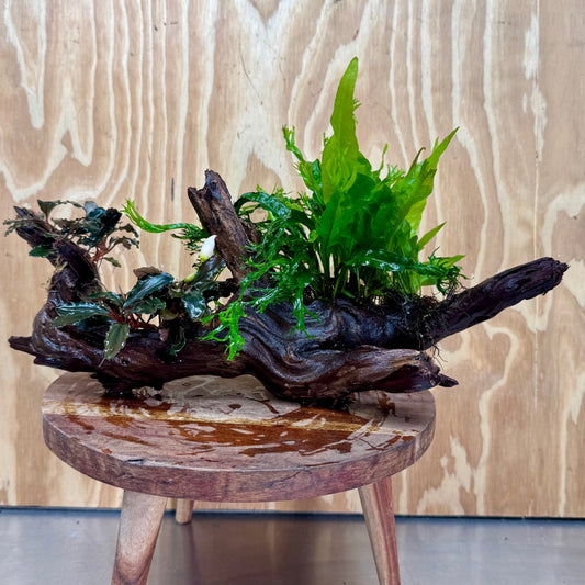 Scapeshop.com.au One Only Double Bucephalandra & Double Microsorum 'Crested' and 'Indo'(Java Fern) Driftwood Creation - One Only Double Bucephalandra & Double Microsorum 'Crested' and 'Indo'(Java Fern) Driftwood Creation - One Only