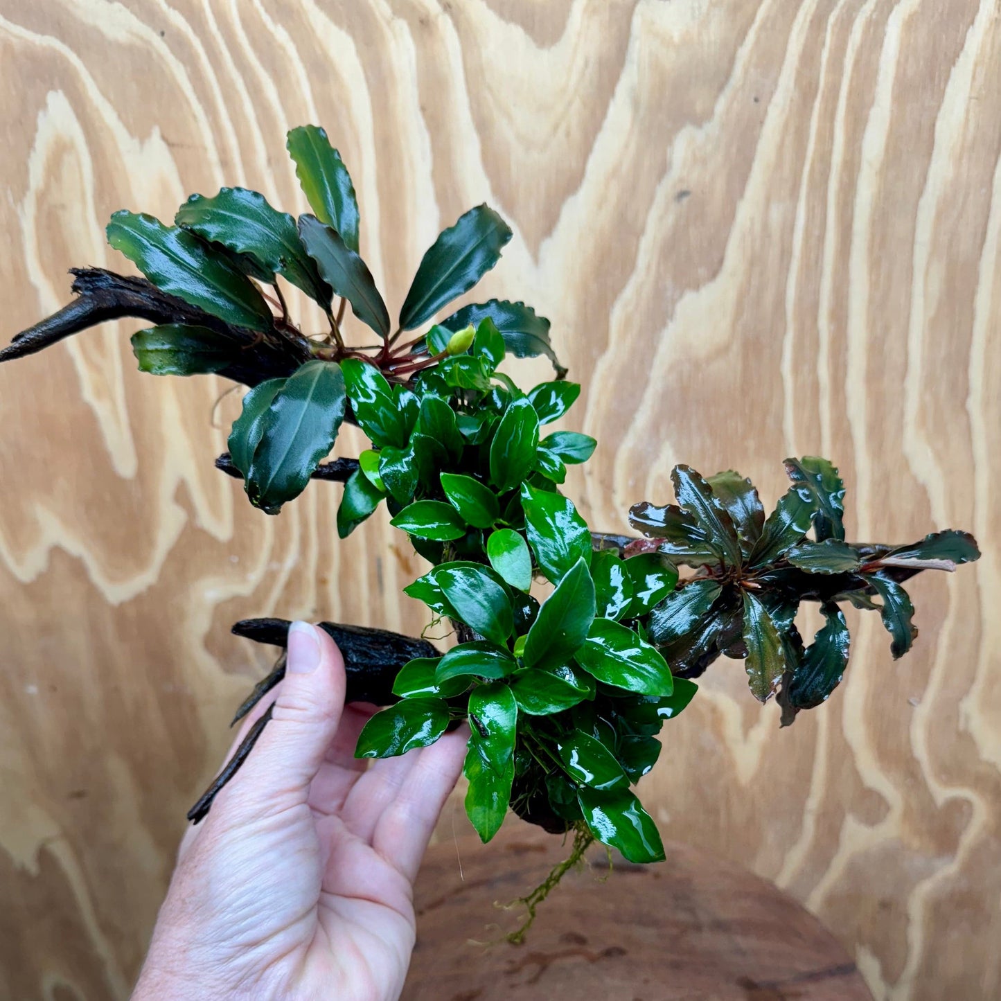 Scapeshop.com.au One Only Double Bucephalandra & Double Petite Nana Anubias Driftwood (4 Plants) - ONE ONLY - Spectacular Double Bucephalandra & Double Petite Nana Anubias Driftwood (4 Plants) - ONE ONLY - Spectacular