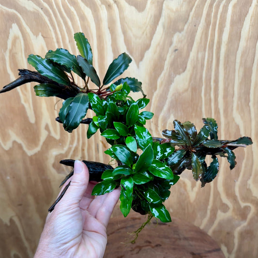 Scapeshop.com.au One Only Double Bucephalandra & Double Petite Nana Anubias Driftwood (4 Plants) - ONE ONLY - Spectacular Double Bucephalandra & Double Petite Nana Anubias Driftwood (4 Plants) - ONE ONLY - Spectacular
