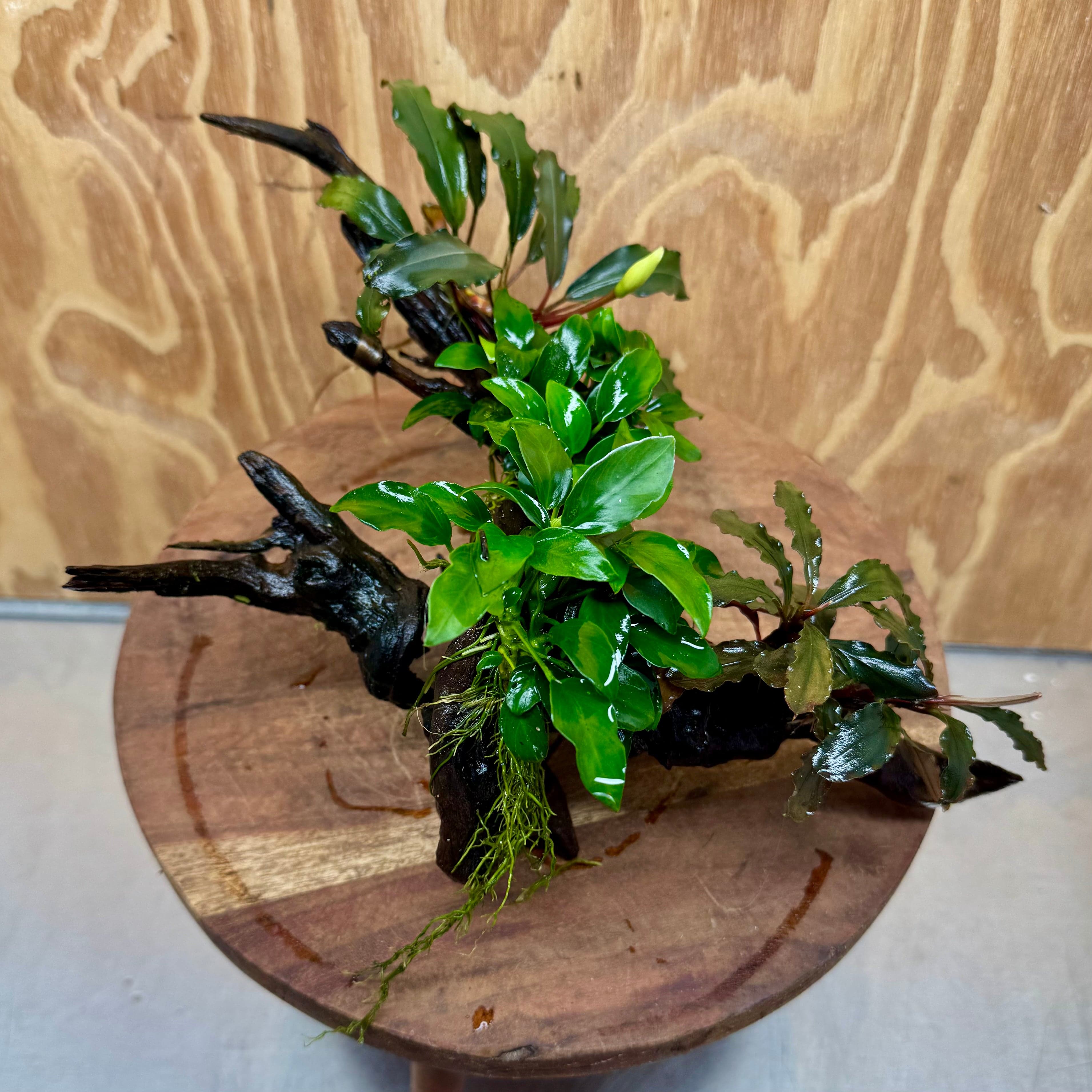 Scapeshop.com.au One Only Double Bucephalandra & Double Petite Nana Anubias Driftwood (4 Plants) - ONE ONLY - Spectacular Double Bucephalandra & Double Petite Nana Anubias Driftwood (4 Plants) - ONE ONLY - Spectacular
