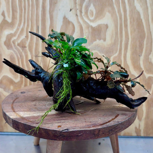 Scapeshop.com.au One Only Double Bucephalandra & Double Petite Nana Anubias Driftwood (4 Plants) - ONE ONLY - Spectacular Double Bucephalandra & Double Petite Nana Anubias Driftwood (4 Plants) - ONE ONLY - Spectacular