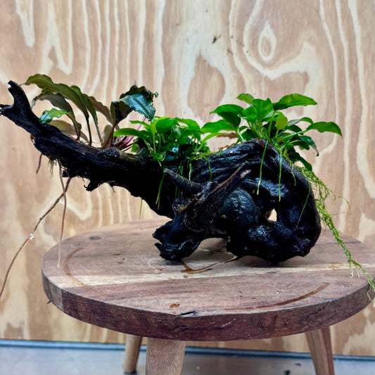 Scapeshop.com.au One Only Double Bucephalandra & Double Petite Nana Anubias Driftwood (4 Plants) - ONE ONLY - Spectacular Double Bucephalandra & Double Petite Nana Anubias Driftwood (4 Plants) - ONE ONLY - Spectacular