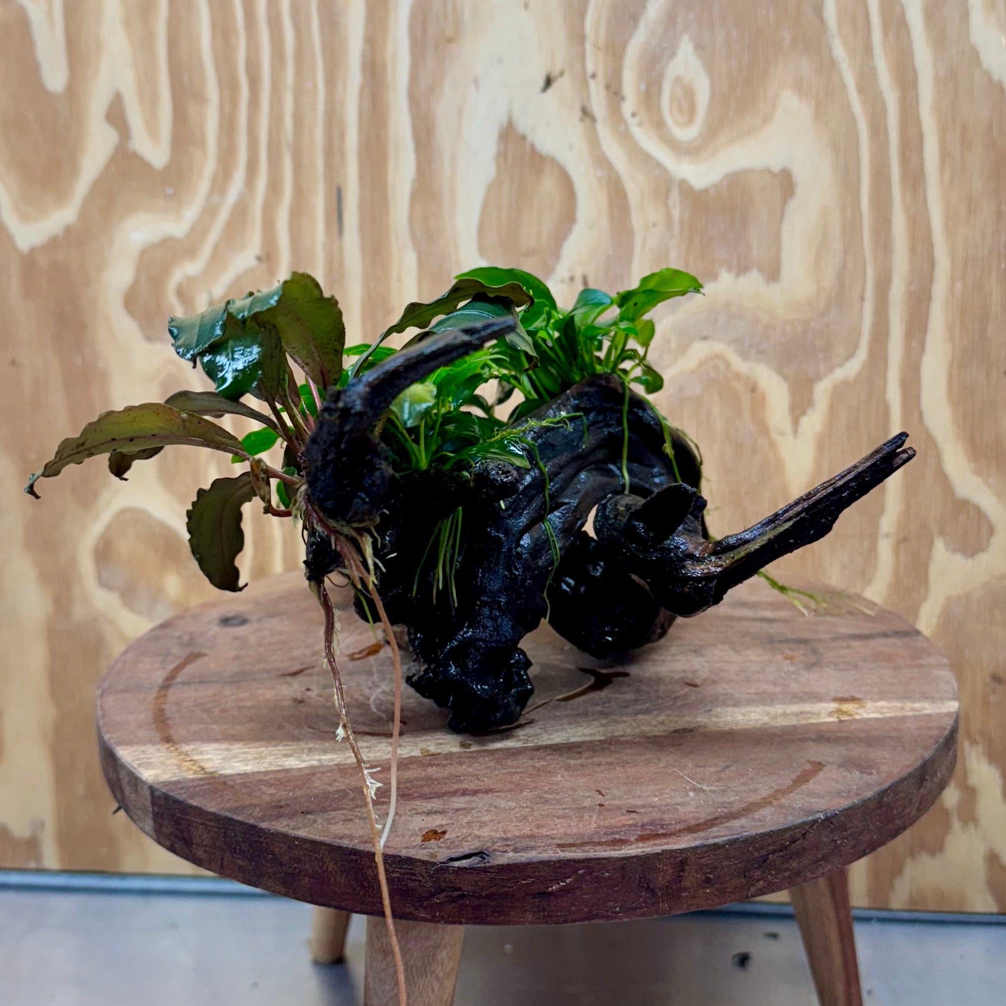 Scapeshop.com.au One Only Double Bucephalandra & Double Petite Nana Anubias Driftwood (4 Plants) - ONE ONLY - Spectacular Double Bucephalandra & Double Petite Nana Anubias Driftwood (4 Plants) - ONE ONLY - Spectacular