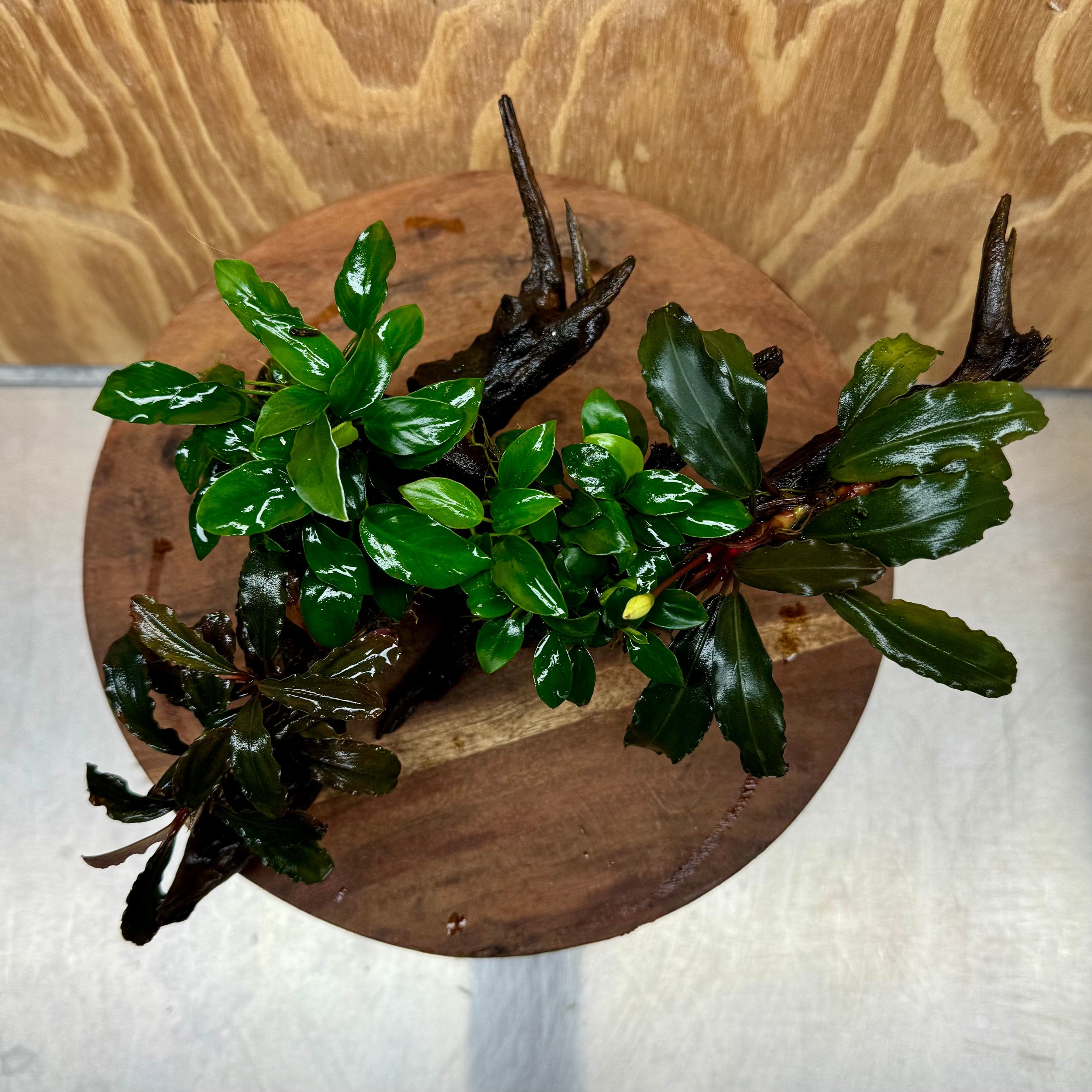 Scapeshop.com.au One Only Double Bucephalandra & Double Petite Nana Anubias Driftwood (4 Plants) - ONE ONLY - Spectacular Double Bucephalandra & Double Petite Nana Anubias Driftwood (4 Plants) - ONE ONLY - Spectacular