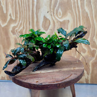 Scapeshop.com.au One Only Double Bucephalandra & Double Petite Nana Anubias Driftwood (4 Plants) - ONE ONLY - Spectacular Double Bucephalandra & Double Petite Nana Anubias Driftwood (4 Plants) - ONE ONLY - Spectacular